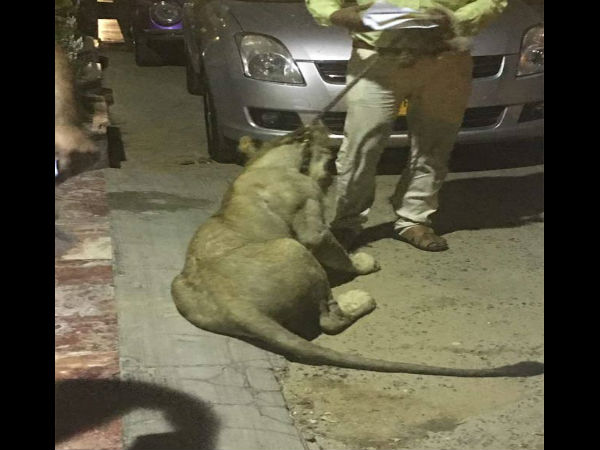  शेर का लिया था लाइसेंस