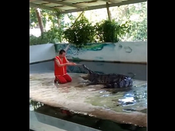  मगरमच्छ के साथ स्टंट