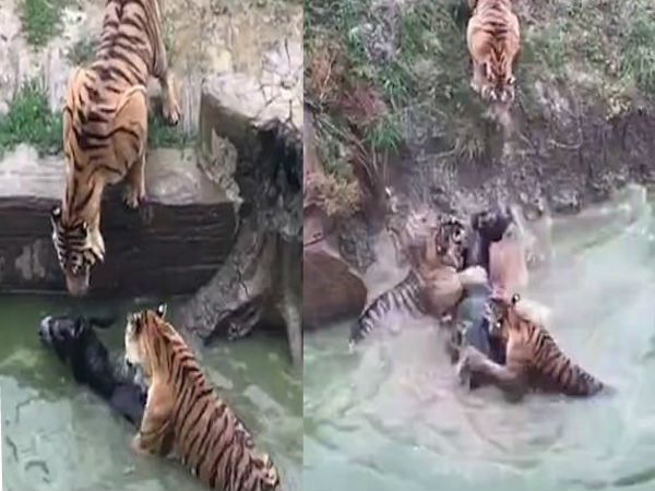 Tigers are fed a LIVE donkey at Chinese zoo after the animal is thrown into a moat with no escape Tigers are fed a LIVE donkey at Chinese zoo after the animal is thrown into a moat with no escape