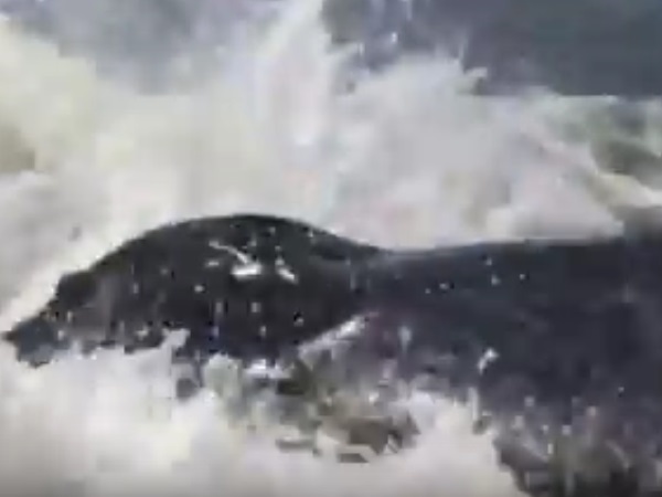 सोशल मीडिया पर वायरल हुआ वीडियो