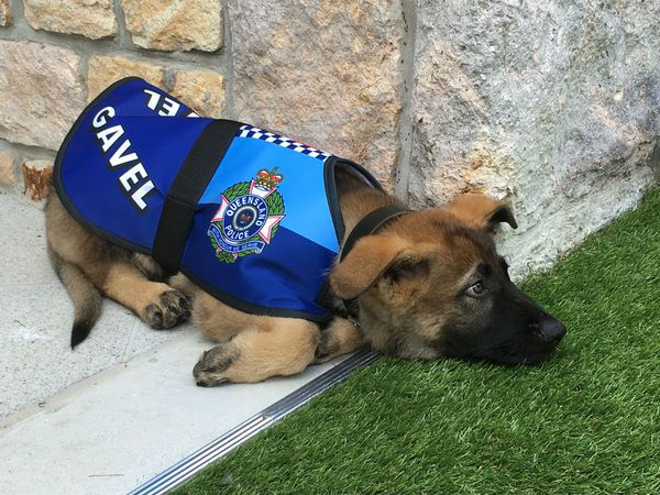 Police dog SACKED from his job - but it's for an absolutely adorable reason Police dog SACKED from his job - but it's for an absolutely adorable reason