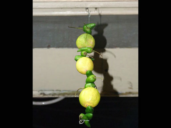 टोटका या विश्वास: दरवाजे पर क्यों टांगते हैं नींबू-मिर्च?