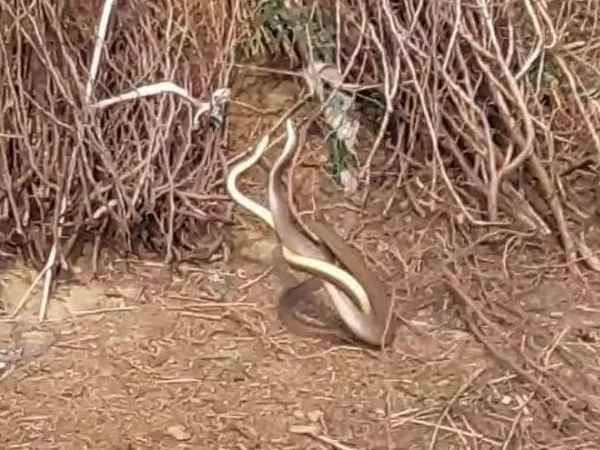 ...क्या हुआ जब एक घंटे तक नाग-नागिन ने किया प्रेमालाप ...क्या हुआ जब एक घंटे तक नाग-नागिन ने किया प्रेमालाप