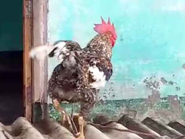 मुर्गा बना हत्यारा, दहल गया सबका दिल