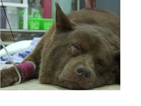 वाहन गुजरते गए वो जिंदगी और मौत के बीच लड़ता रहा वाहन गुजरते गए वो जिंदगी और मौत के बीच लड़ता रहा