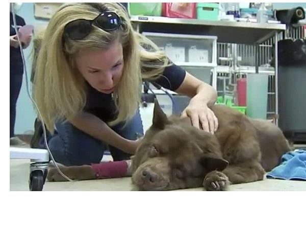 परड्यु उसे एडोप्ट करना चाह रहा था, लेकिन... परड्यु उसे एडोप्ट करना चाह रहा था, लेकिन...