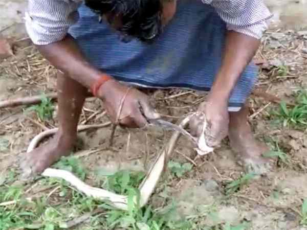सांपों का दांत तोड़ किया विषहीन