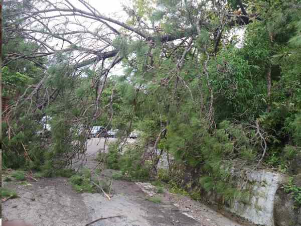 सड़क पर गिरे पेड़, दो राज्यों के बीच संपर्क कटा