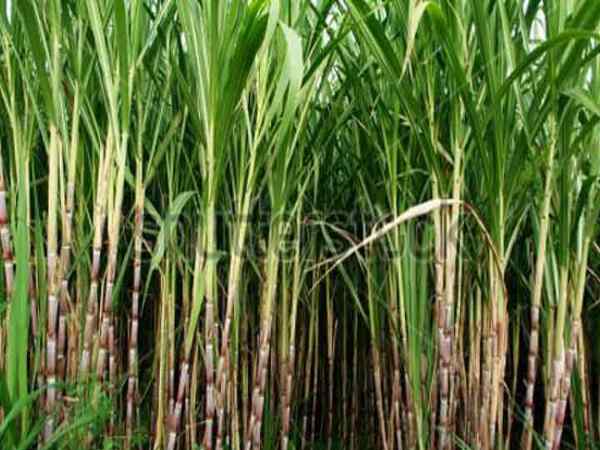 बीमार थी बहन बीमार थी बहन