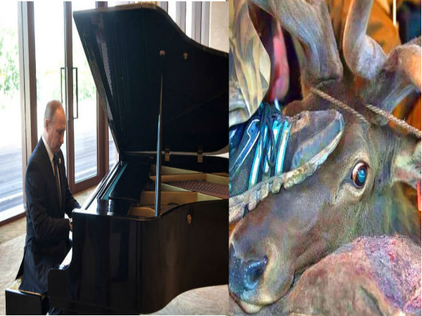  हिरण के सींग से बढ़ती है सेक्स पावर