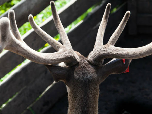 सींग से बनती है दवा