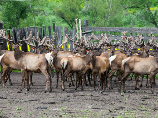 खून पीकर बढ़ाते हैं मर्दानगी