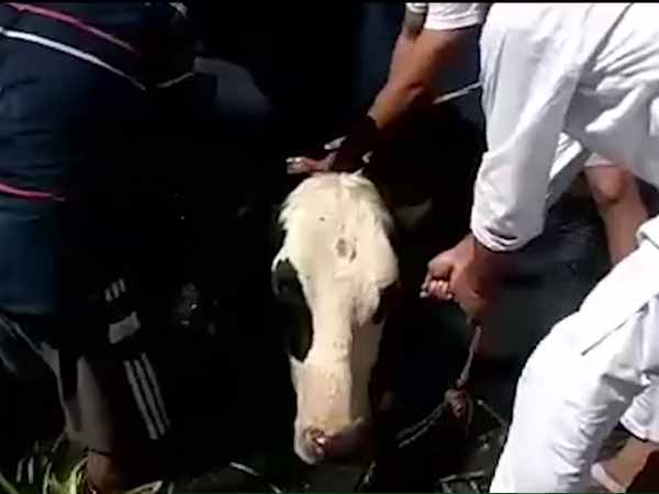 गाय को बचाने के लिए दौड़े दोनों समुदाय के युवक गाय को बचाने के लिए दौड़े दोनों समुदाय के युवक