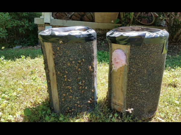  घर की छत में बनाई शहद