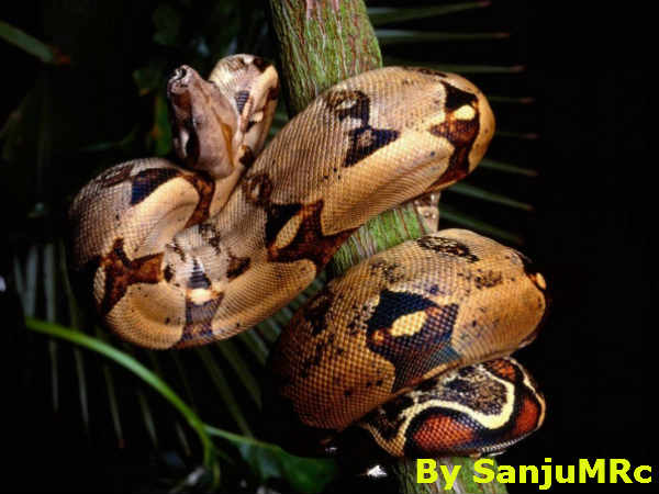 सपेरे जल्लाद बन जाते हैं