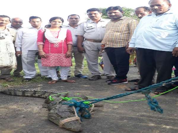 मछली के लिए फेंका जाल तो मछुआरों की मौत बन आया मगरमच्छ