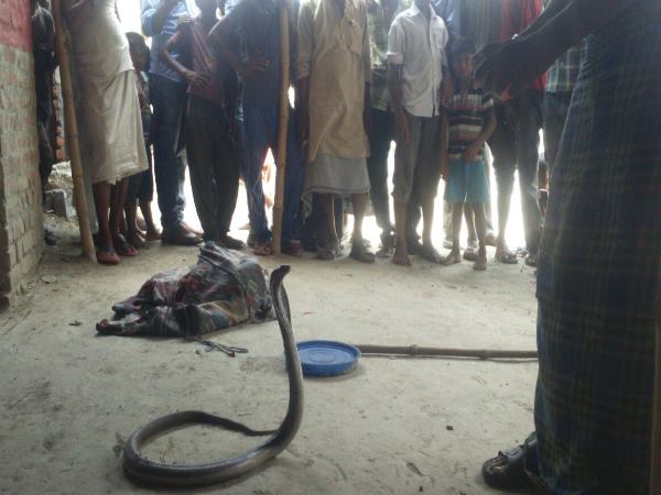 PICs: बीन बजाते ही एक घर से निकले 45 सांप...और फिर उनका एक नागराज PICs: बीन बजाते ही एक घर से निकले 45 सांप...और फिर उनका एक नागराज