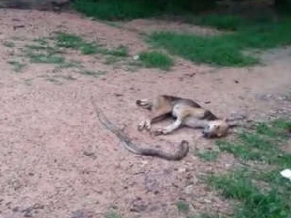 नाग से मौत की लड़ाई लड़ा कुत्ता, वफादारी से बचा ली 7 जवानों की जान