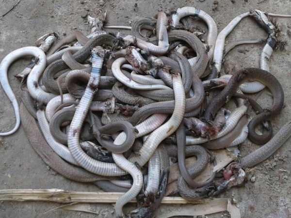 PICs: बीन बजाते ही एक घर से निकले 45 सांप...और फिर उनका एक नागराज PICs: बीन बजाते ही एक घर से निकले 45 सांप...और फिर उनका एक नागराज