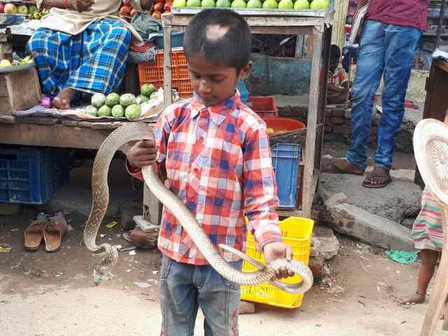PICs: जहरीले सांप पकड़ना है इस बनारस के बच्चे का खेल! PICs: जहरीले सांप पकड़ना है इस बनारस के बच्चे का खेल!