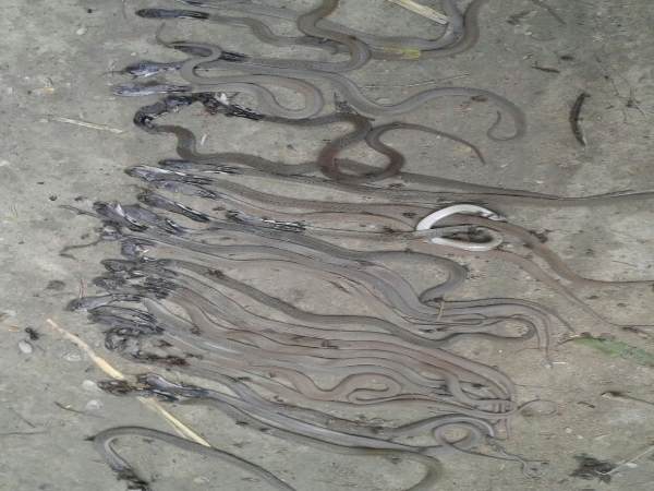 PICs: बीन बजाते ही एक घर से निकले 45 सांप...और फिर उनका एक नागराज PICs: बीन बजाते ही एक घर से निकले 45 सांप...और फिर उनका एक नागराज