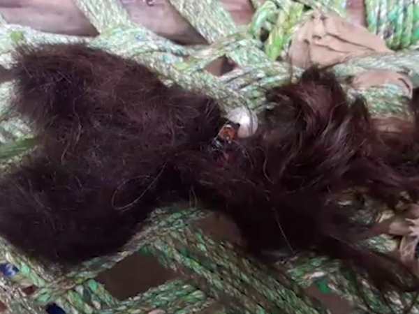 यहां सामने आए मामले यहां सामने आए मामले