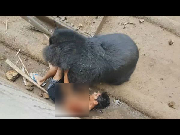  भूखे भालू के बाड़े में गिरा युवक