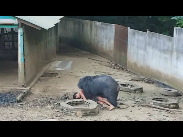 भूखे भालू को खाना दिखाकर दिलाया गुस्सा