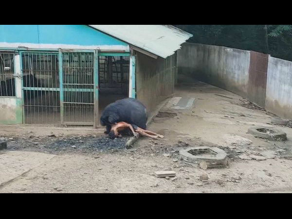 गुस्साए भालू ने युवक को बाड़े में खींचा