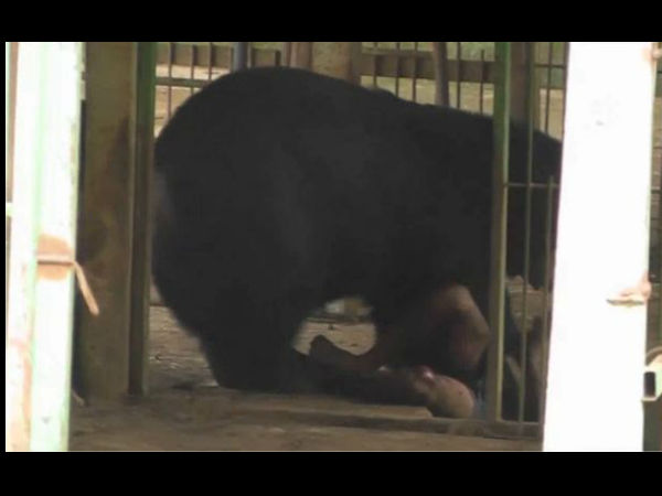 भूखे भालू से मजाक पड़ा महंगा