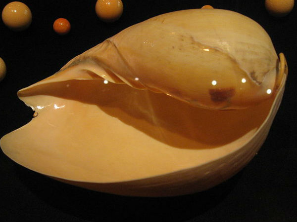 वृश्चिक लग्न