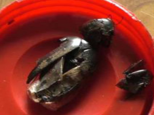 Hair Choti Cutter caught in Himachal pradesh Hair Choti Cutter caught in Himachal pradesh