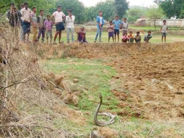 नाग-नागिन ने आकर छीन लिया मां-बाप का साया और रातभर बैठे रहे बच्चों के सिर के पास