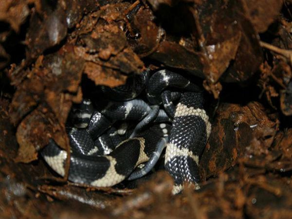 In Kerala, 3 Men Guarded King Cobra Eggs For Over 100 Days. See Pics In Kerala, 3 Men Guarded King Cobra Eggs For Over 100 Days. See Pics
