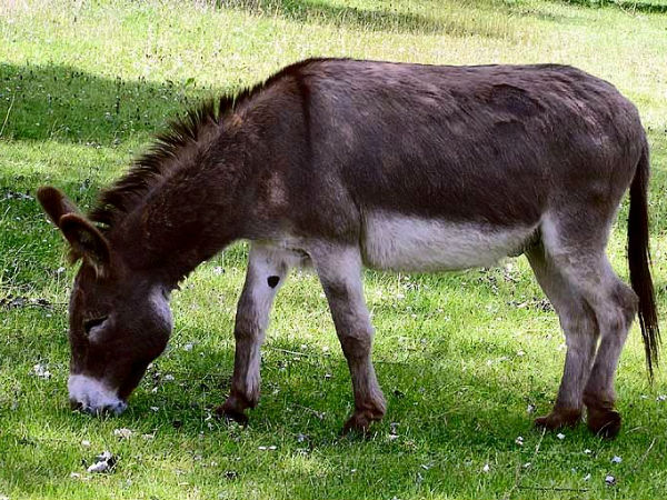 गधों को फूड के रूप में खाता था गधों को फूड के रूप में खाता था