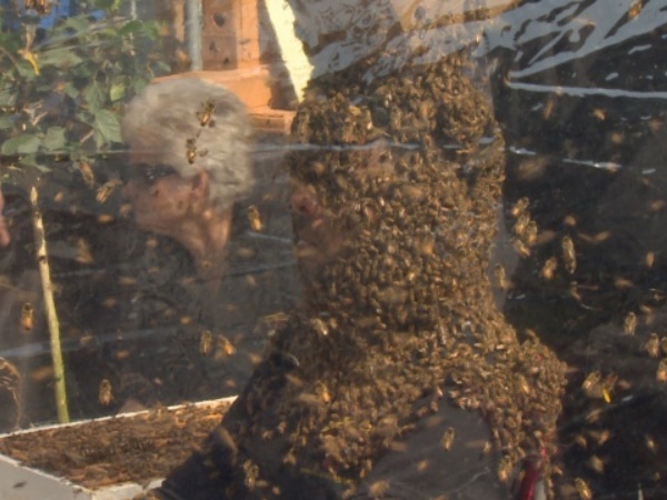 एक घंटे तक बैठा रहा मधुमक्खयों के बीच