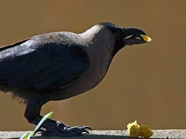 निमित्त पिंडदान