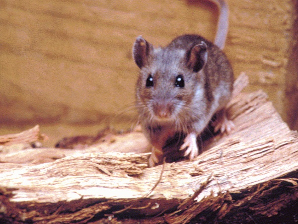 घर के आसपास हैं चूहे ही चूहे