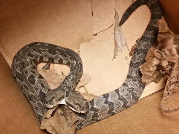 two headed snake two headed snake