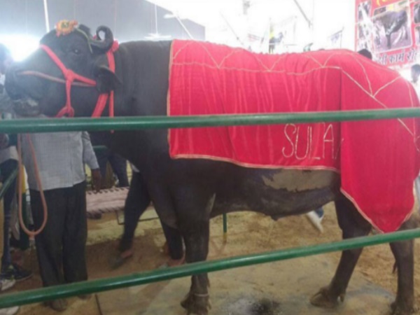 स्कॉच के बिना अधूरा है खाना