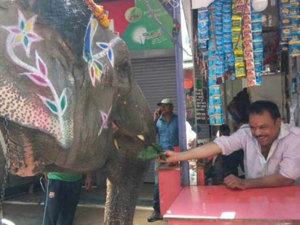 पान का शौकीन हाथी