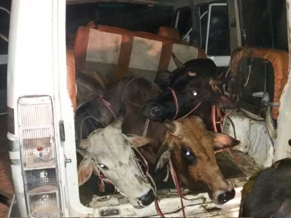 बैलों पर जुल्म! बैलों पर जुल्म!