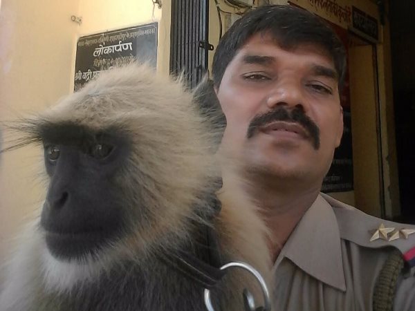 पुलिसवाले को ढूंढता है बंदर यार