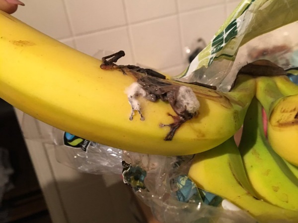 एल्डी में पहले भी हो चुका है ऐसा