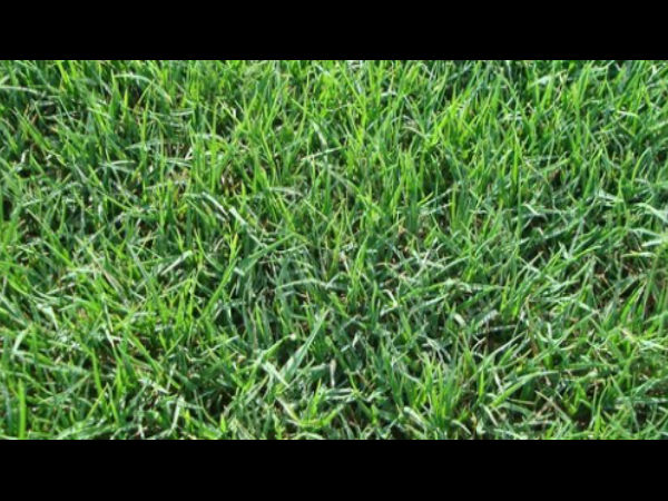 घास का इस्तेमाल 