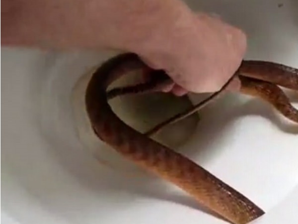 घात लगाए बैठा था जहरीला सांप