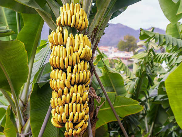 पहले बर्फ में पकाया जाता था केला