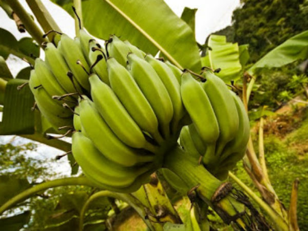 कार्बाइड में पकाए केले से गंभीर बीमारी