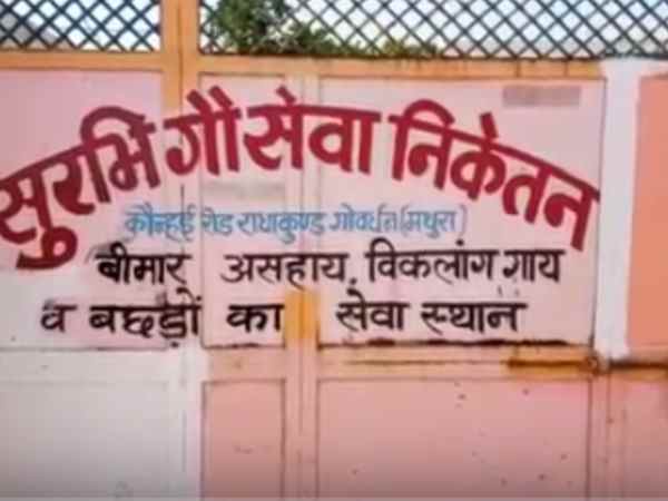 गौशाला में हैं सैकड़ों गाएं
