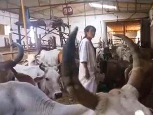 बीमार गायों की करती हैं सेवा